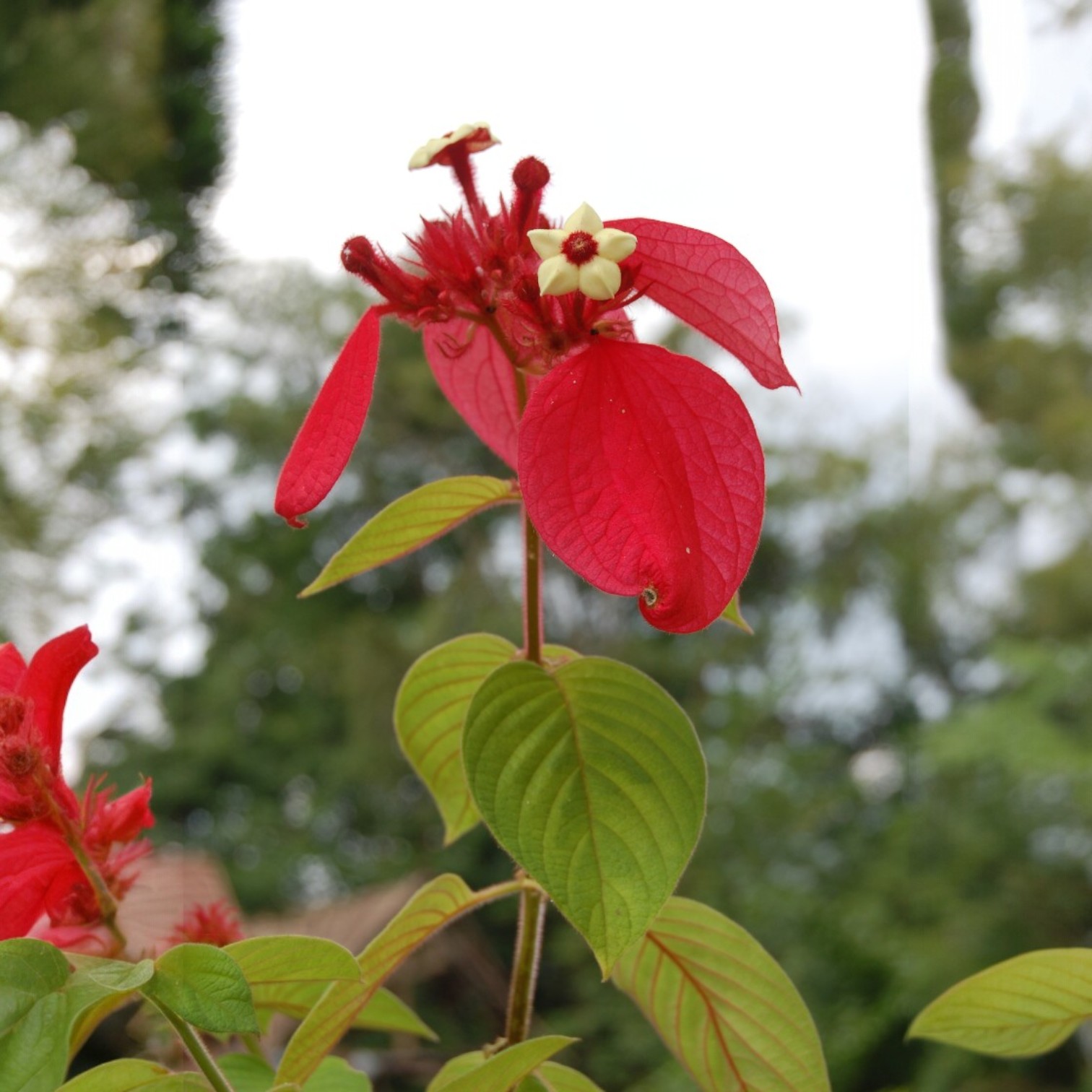 Exotic Red Mussaenda Flower (Mussaenda erythrophylla) Live Plant